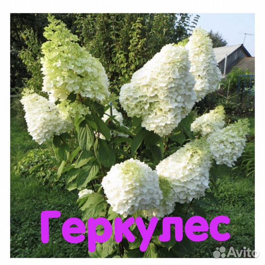 Гортензия саженцы