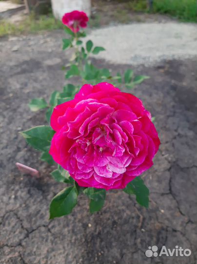 Лаванда Розы