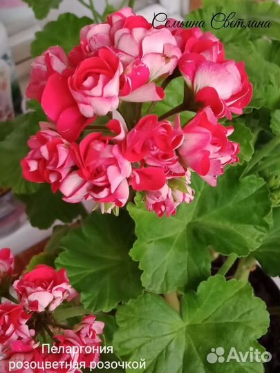 Пеларгония герань