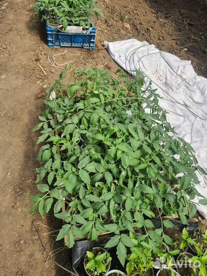 Рассада помидоров томатов