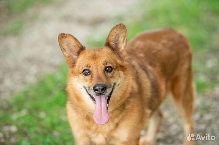 Собака из приюта