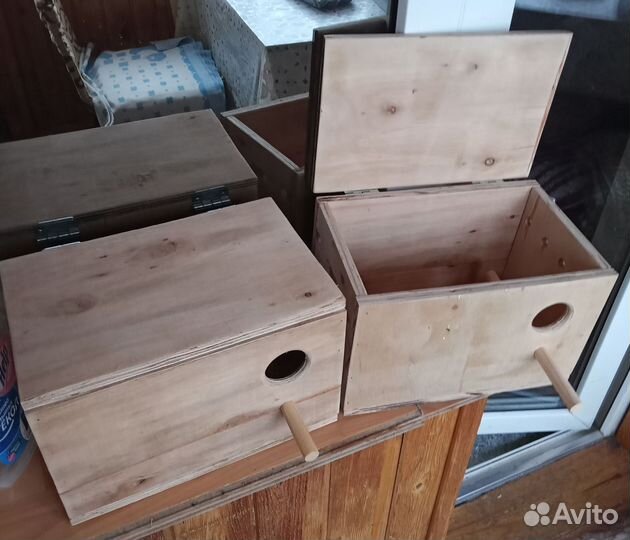 Птенцы волнистый попугай