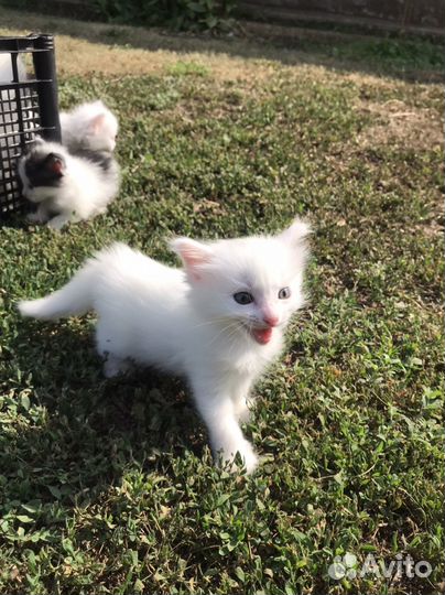 Котята белые девочки 2 мес