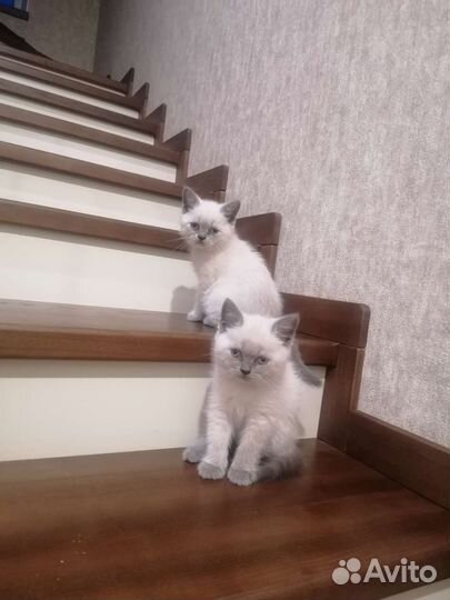 Шотландские котята