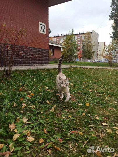 Молодой котик
