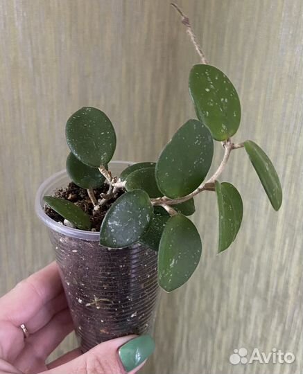 Комнатные растения цветы