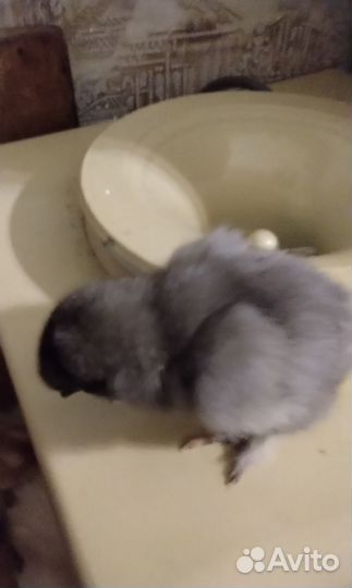 Цыплята от домашних кур несушек