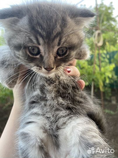 Котята 2 месяца. Отдаю даром в хорошие руки