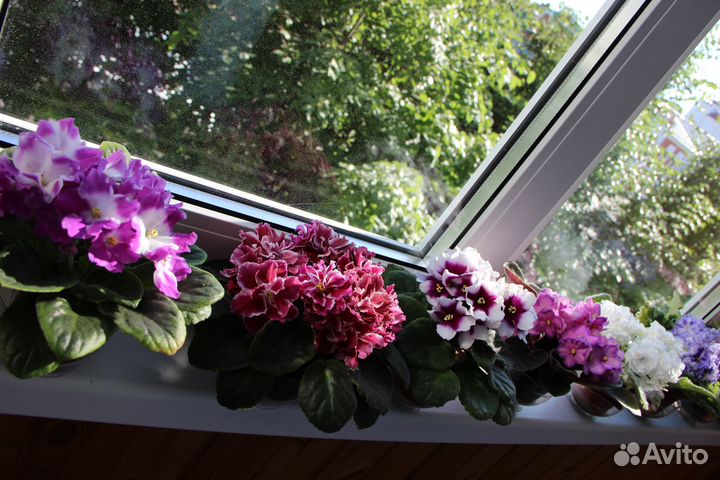 Узамбарские фиалки