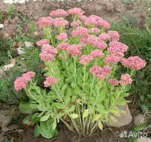 Можжевельник казацкий, спиреи жёлтые, мята