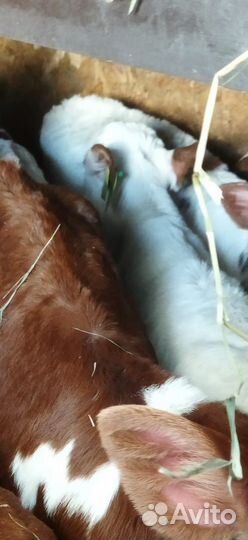 Телята бычки тёлки доставка бесплатная