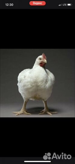 Продам живьем бройлер 750 за штуку