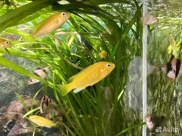 Еллоу рыбы