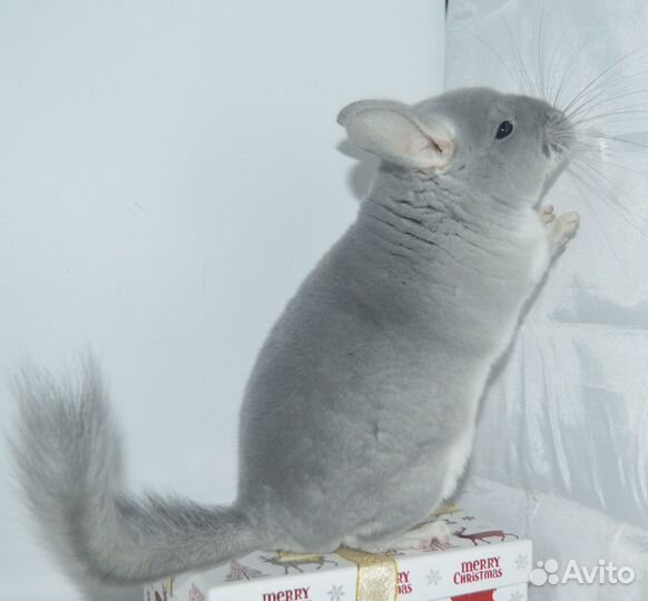 Шиншиллы самец гб и ссаженная бездетная пара