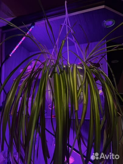 Хлорофитум