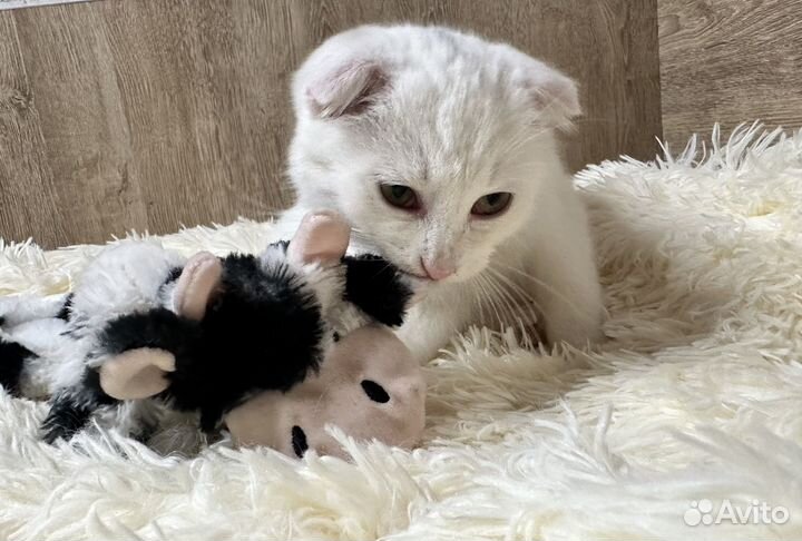 Отдам кошечку, в добрые руки