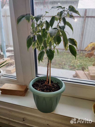 Молочай, фикус