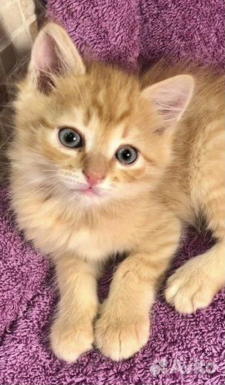 Мальчик Лёва ищет котородителей