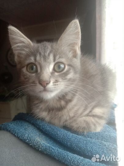 Котята отдам бесплатно