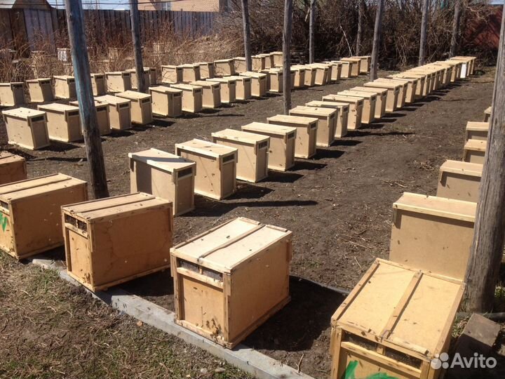 Пчелопакеты. Карника. 4 рамки