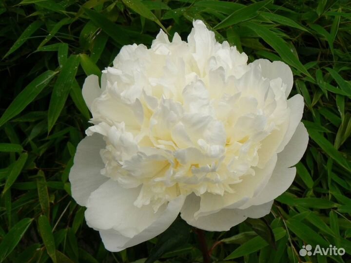 Корни пиона махрового белый и розовый