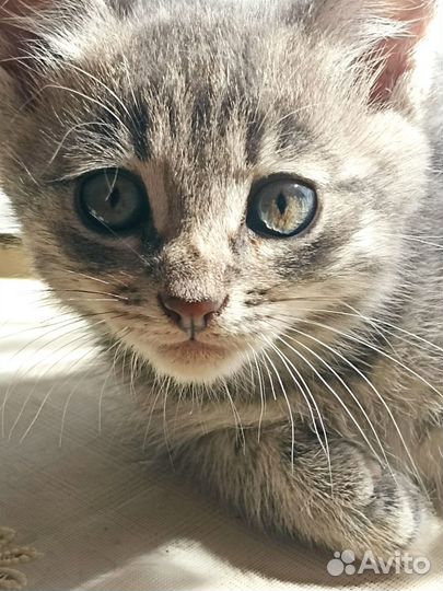 Котята в добрые руки на счастье в дар
