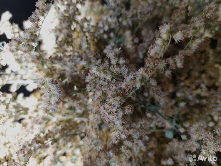 Сухоцветы букет сухой цветы в вазу мимоза