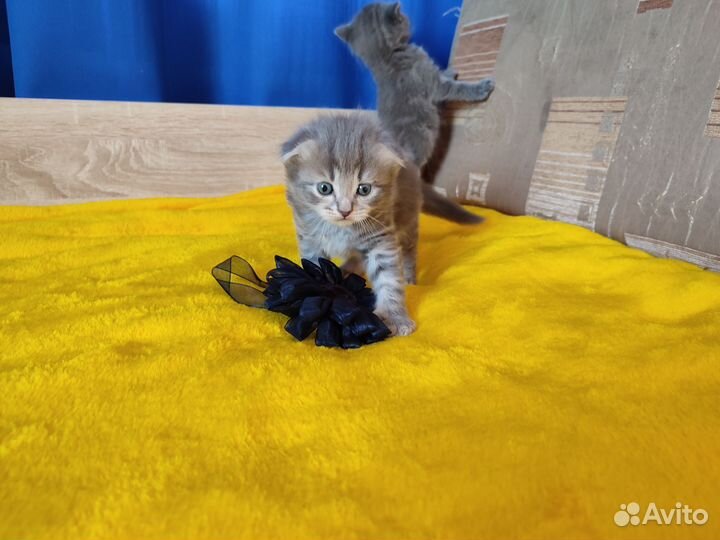 Шотландские котята