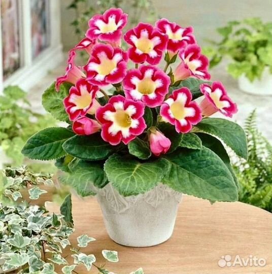 Глоксиния клубни