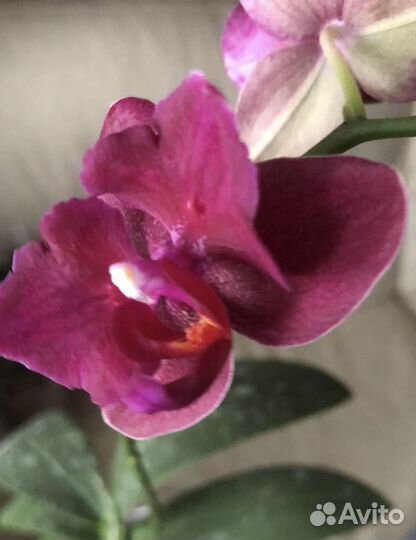 Орхидея фаленопсис