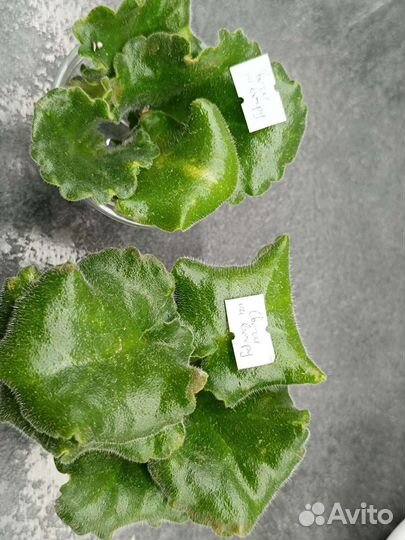 Листья фиалок