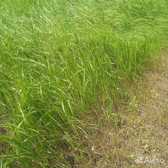 Сено солома в тюках