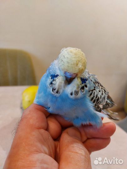 Выставочные Волнистые Попугаи