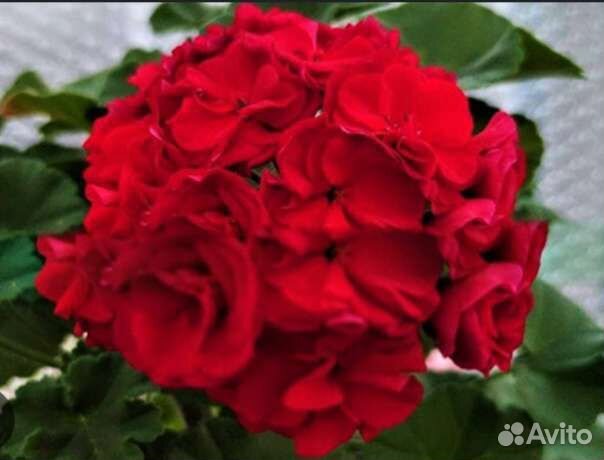 Цветы для дома