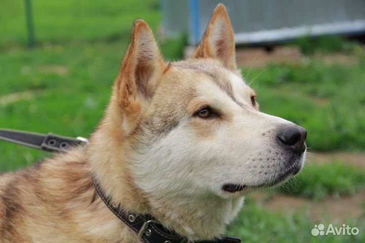 Иртыш, метис хаски из приюта