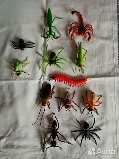 Коллекция насекомых