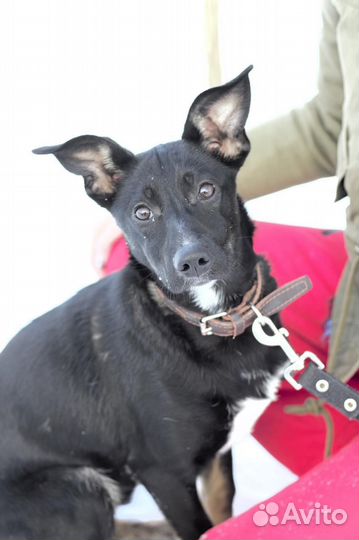 Маленькая собака