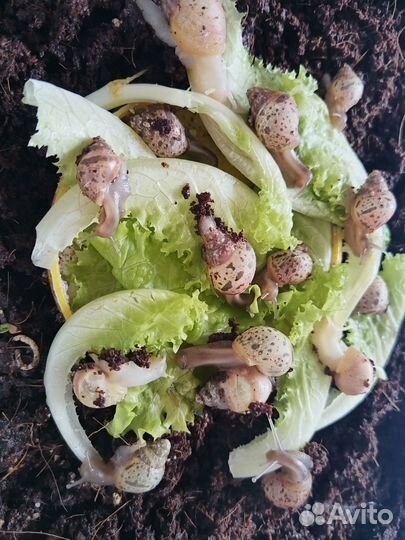 Улитки ахатины