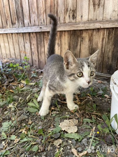 Котенок