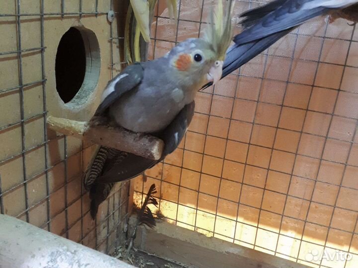 Попугай корелла птенец