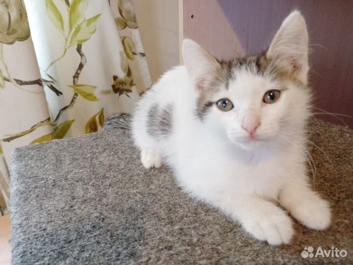 Отдаём котят в добрые руки (14 недель)