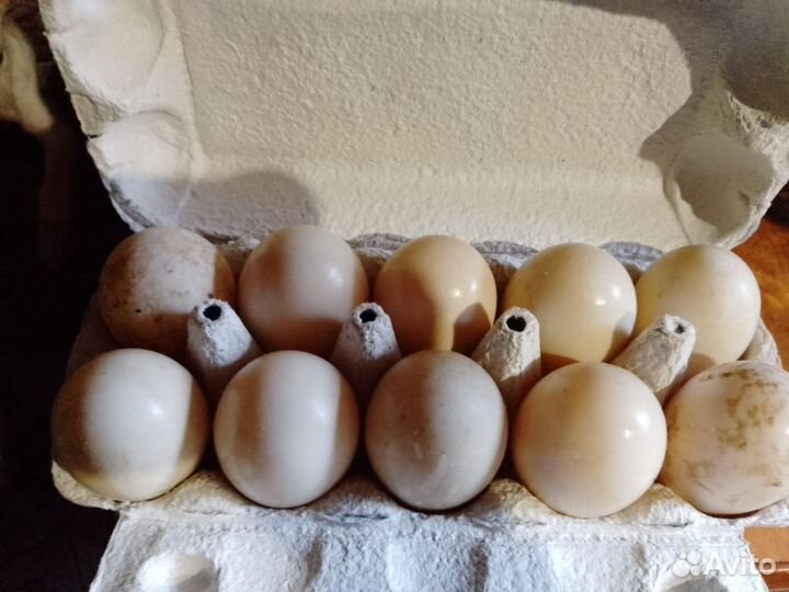 Утиные яйца