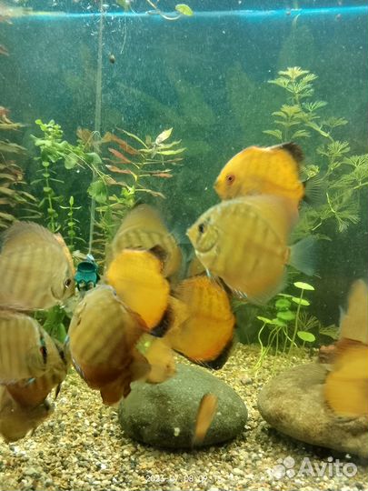 Аквариумные рыбки дискусы