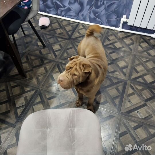 Шарпей вязка