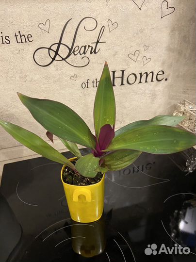 Цветы для дома, разные