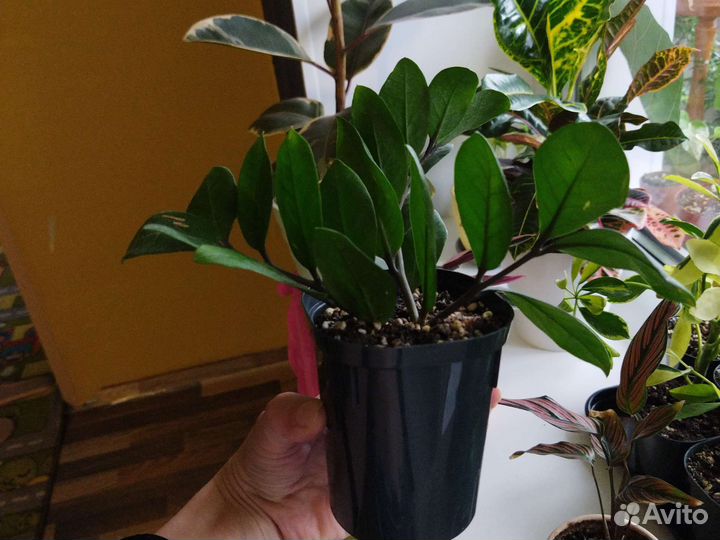 Замиокулькас