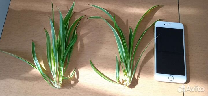 Хлорофитум