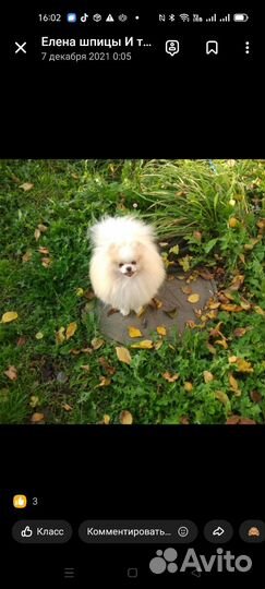 Предлагаются на вязку