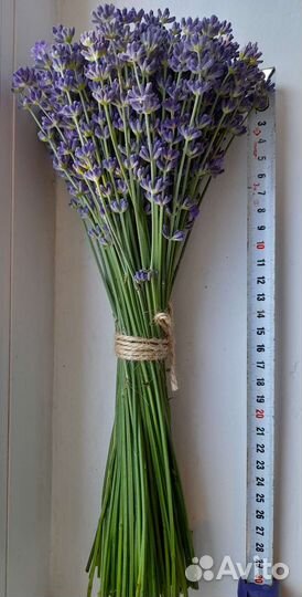 Лаванда свежая в букетах