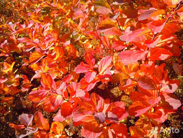 Спирея березолистная Тор Голд